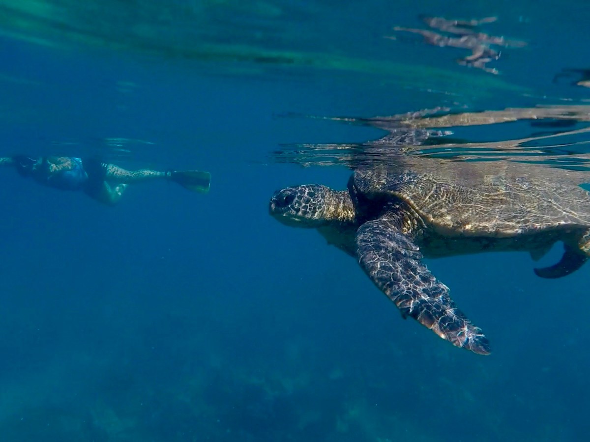 Honu Hawaiian Green Sea Turtle&nbsp;Symbolism